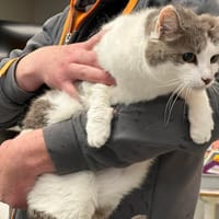 INDRA, chatte à adopter