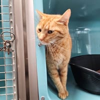 SUKY C, chat à adopter