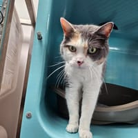 LOUNA C, chatte à adopter