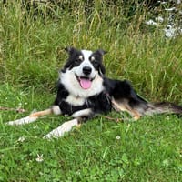 BRULU QCN, chienne à adopter
