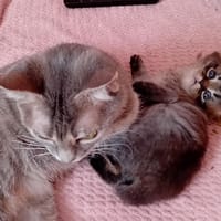 PROSECCO A17447, chat à adopter