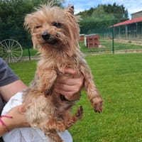 Jeffrey, chien à adopter