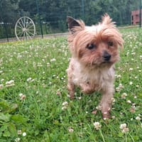 Isa, chienne à adopter