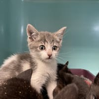 bichette, chatte à adopter