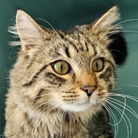 PÂTÉE C, chat à adopter