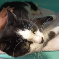 ERWIN C, chatte à adopter