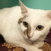 ANNIE C, chatte à adopter