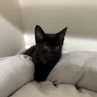 TITI A17453, chat à adopter