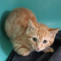 REINER C, chat à adopter