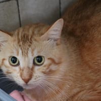 SCRAT HAB17638, chat à adopter