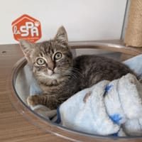 BARTABAS, chat à adopter