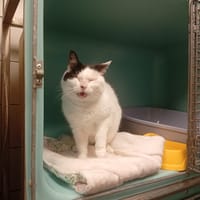 Chupy, chatte à adopter