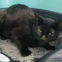Affinity, chatte à adopter