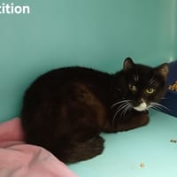 Partition, chat à adopter
