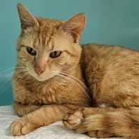 COCO C, chat à adopter