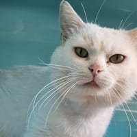 BOBO C, chat à adopter