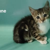 Lune, chatte à adopter