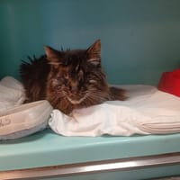 VIGA, chat à adopter