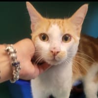 Miroux, chat à adopter