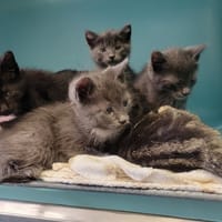 Aloès, chat à adopter