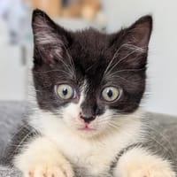 PETICHOU, chatte à adopter