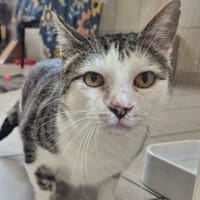 COCXI QCT, chat à adopter