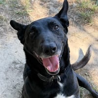 Yuzu dit Black, chien à adopter