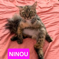 NINOU, chatte à adopter