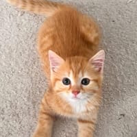 OUNA PETITE DE NINOU À ADOPTER EN DUO OU SEULE SI DÉJÀ UN CHAT PRÉSENT CHEZ VOUS, chatte à adopter