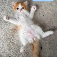 NOUPI PETIT DE NINOU À ADOPTER EN DUO OU SEUL SI DÉJÀ UN CHAT PRÉSENT CHEZ VOUS, chat à adopter