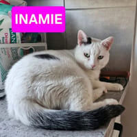 INAMIE, chatte à adopter