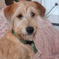 Youpi, le joyeux, chien à adopter
