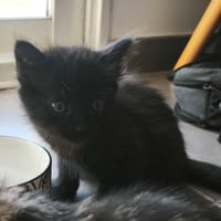 XIVO, chat à adopter