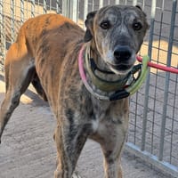 TIGRE, chien à adopter