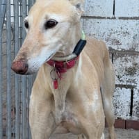 SUERTE, chienne à adopter
