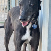 MORO, chien à adopter