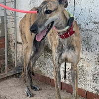 LASSIE, chienne à adopter