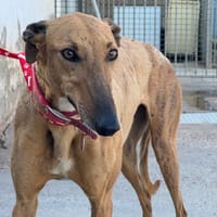 CANDELA, chienne à adopter