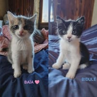 BAÏA et BIDULE, chatte à adopter