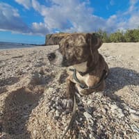 Samson, chien à adopter