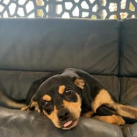 Jonas, chien à adopter
