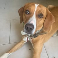 Anko, chien à adopter