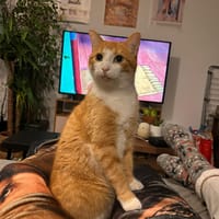Baki, chat à adopter