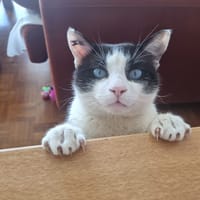 Baloo, chat à adopter