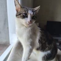 Gigi, chatte à adopter