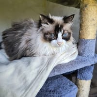 Chipie, chatte à adopter