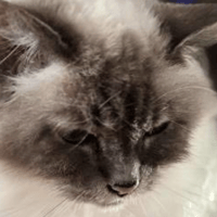 Fairview, chatte à adopter