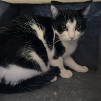 Lona, chat à adopter