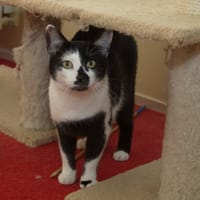Snoes, poezen ter adoptie