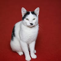 Bommel, katers ter adoptie